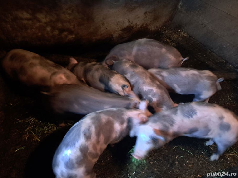 Purcei de vânzare petrean 