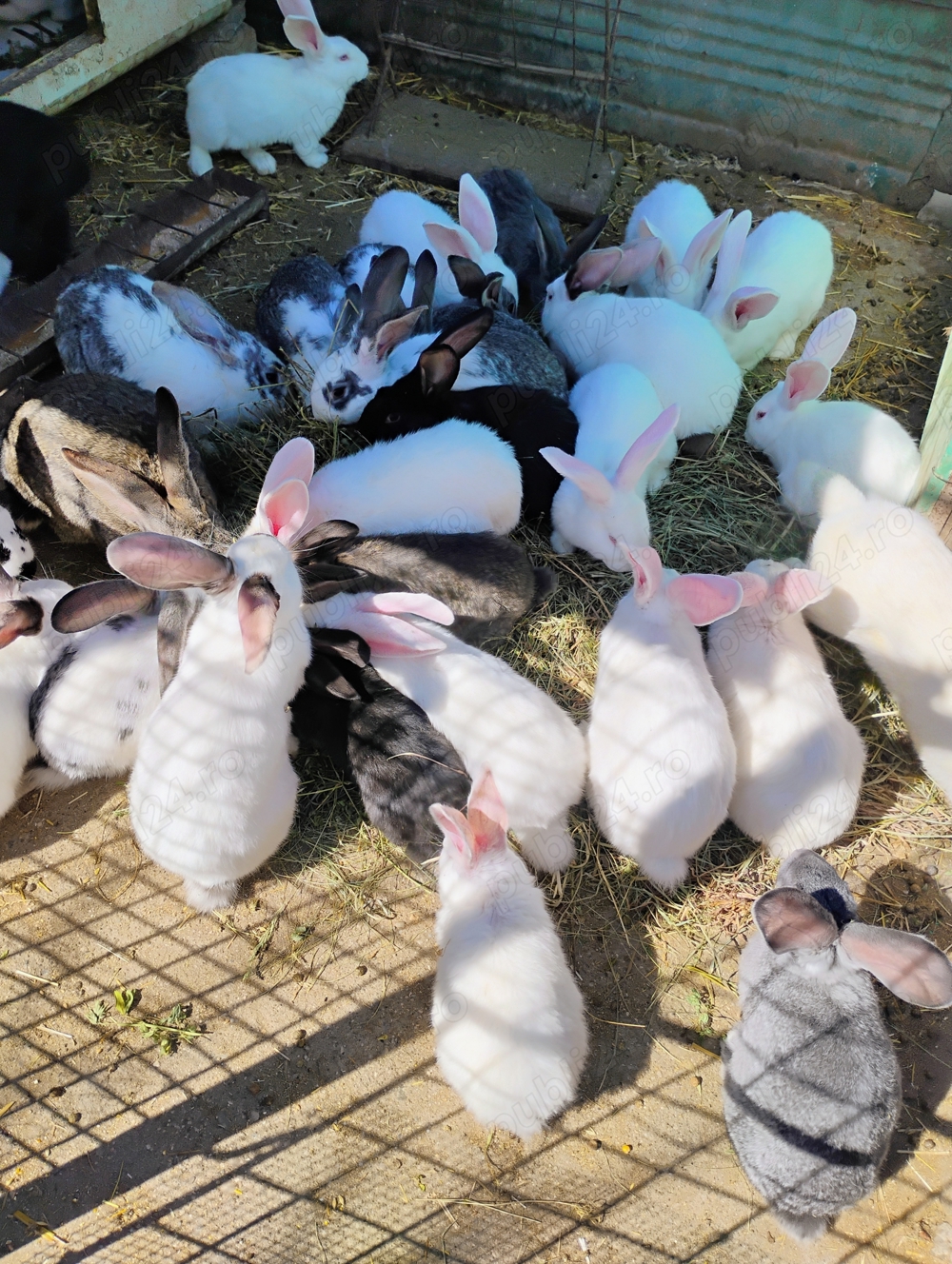 Iepuri de casa Iepuri de casa