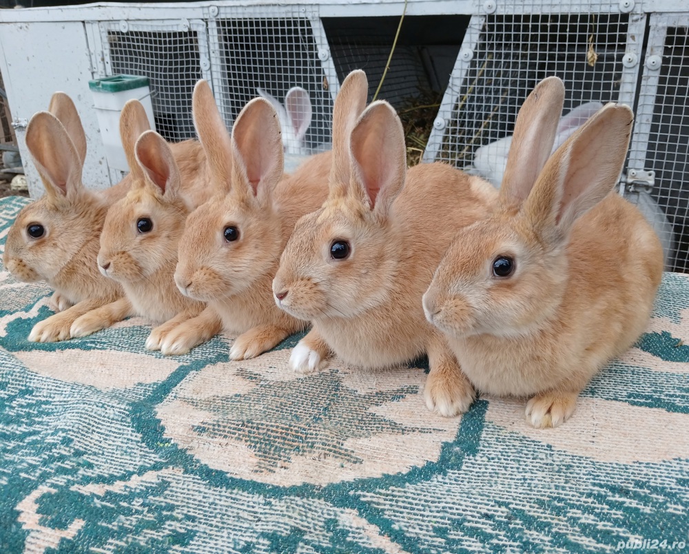 Pui hycole francez! Pui hycole francez!