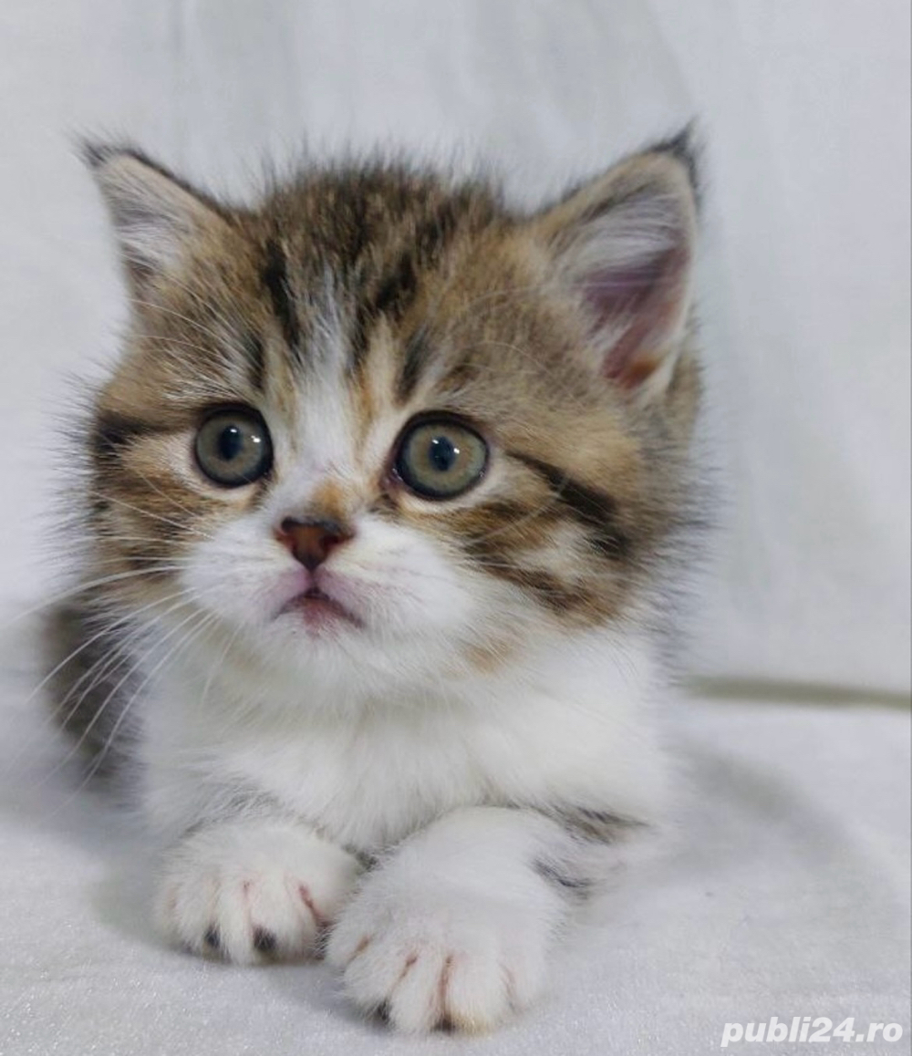 siberiana de padure  siberiana de padure