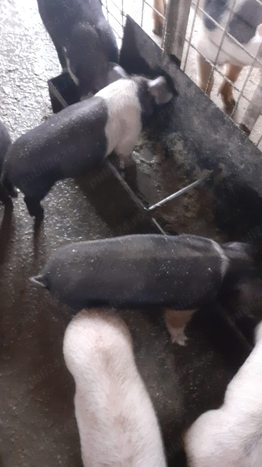 Vând porci, scroafe și purcei 