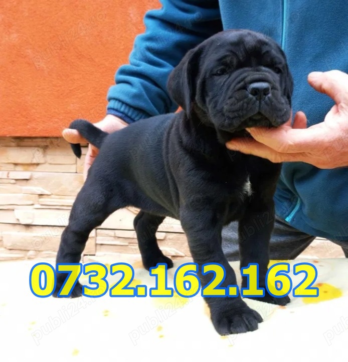Firma Autorizata-Cane Corso de vanzare cu carnet,microcip,factura,test,pasaport+livrare la Constanta