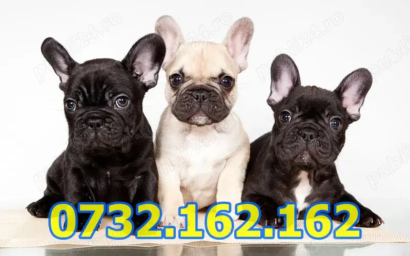 HRANA GRATUITA-Rezerva Bulldog Francez negru gri cu factura,carnet,microcip,livrare la Bucuresti