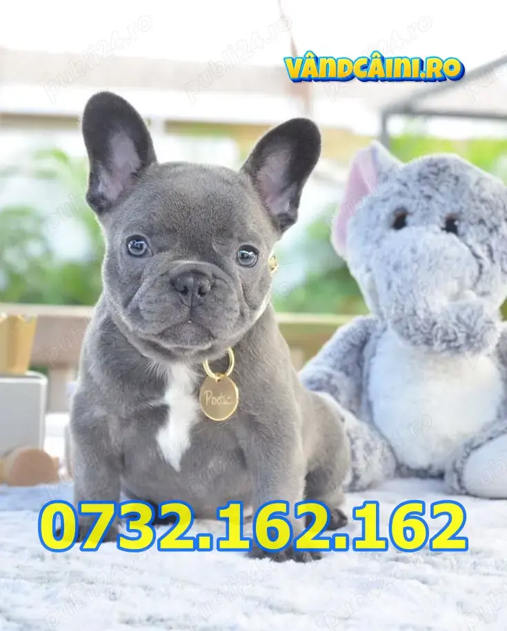 Firma Autorizata-Bulldog Francez cu factura,test,carnet,microcip,livrare la Bucuresti