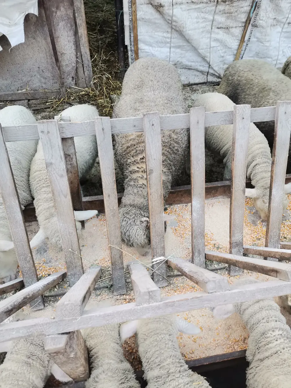 Vând oi reforma, miei și iezi pentru Paste 