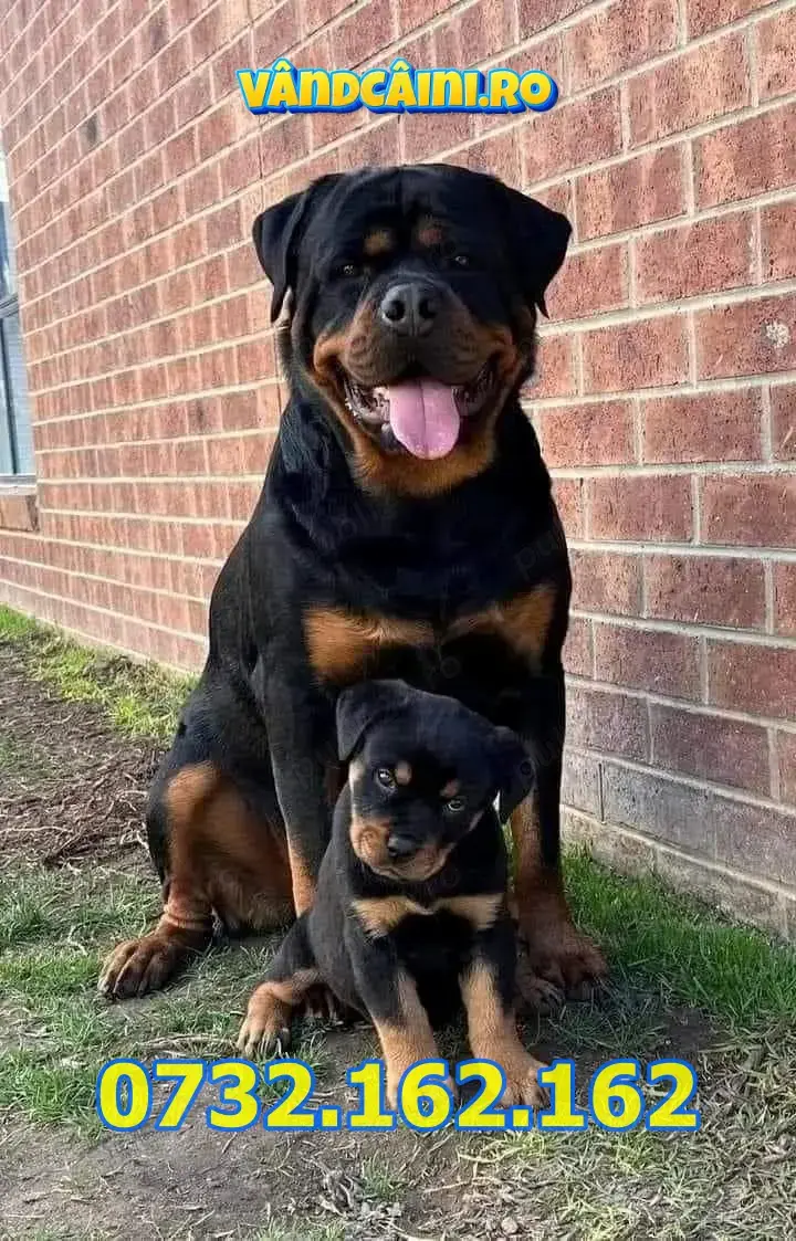 Firma Autorizata- Rottweiler de vanzare cu Factura,Test,Microcip,Carnet,Livrare la Bucuresti