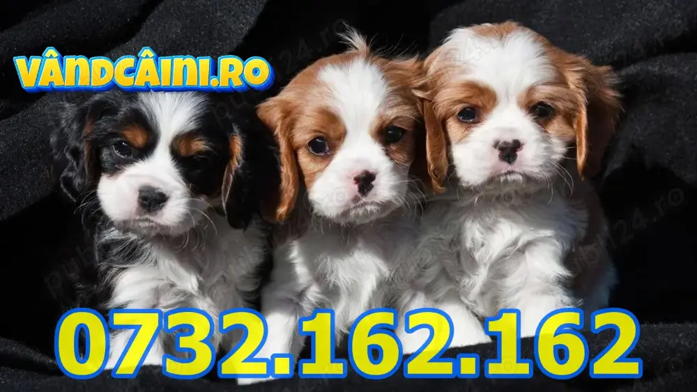 Firma Autorizata-Cavalier King Charles Spaniel cu factura,microcip, livrare la Bucuresti