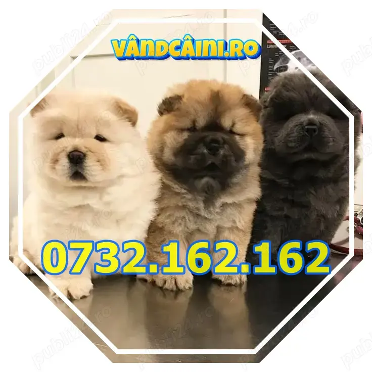 Firma Autorizata- Chow Chow De Vanzare,carnet,factura,pasaport,microcip,livrare la Bucuresti