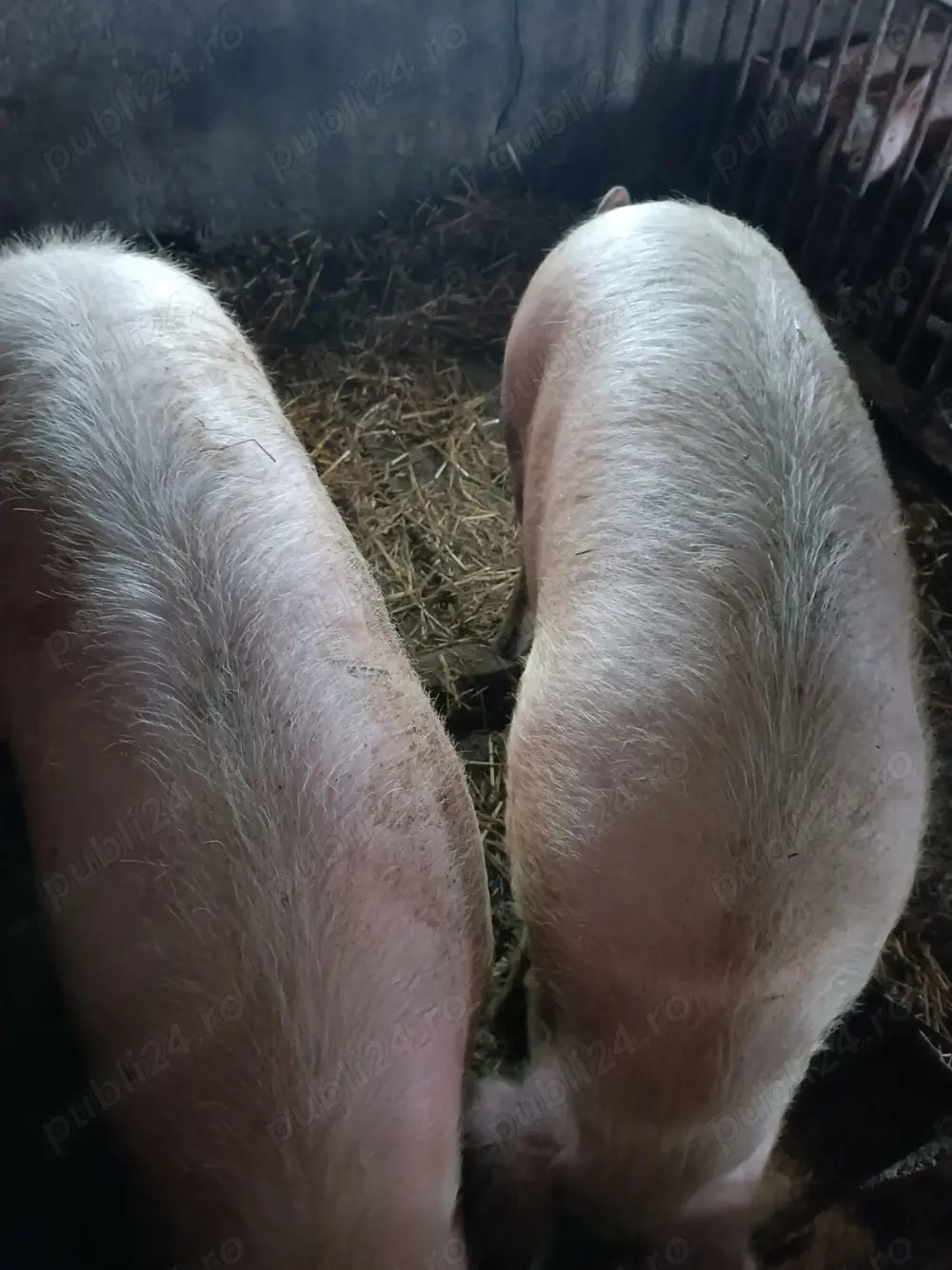 Vând porci,crescuți cu cereale in propria gospodărie! greutate 130..150 kg la preț de 14 lei.