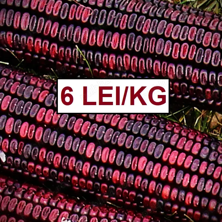 Vând porumb roșu boabe soi nu hibrid, CALITATE GARANTATA