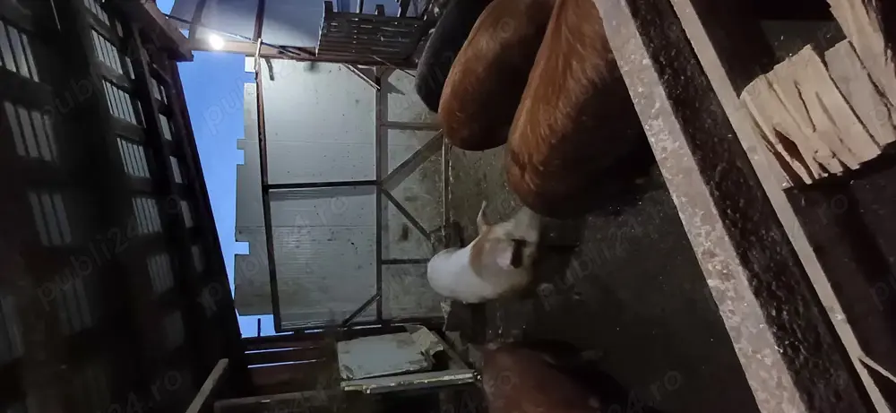 Scroafe Duroc de vănzare