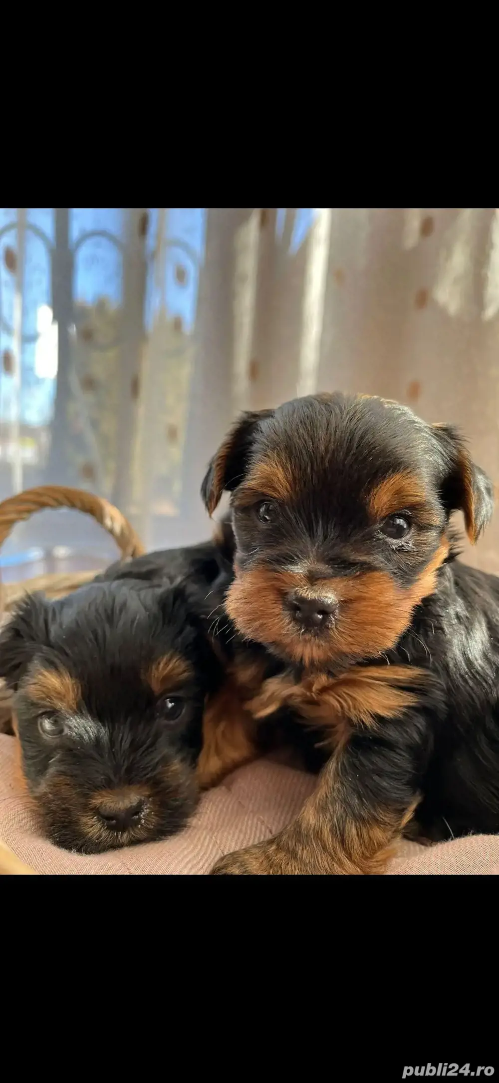 Yorkshire terrier