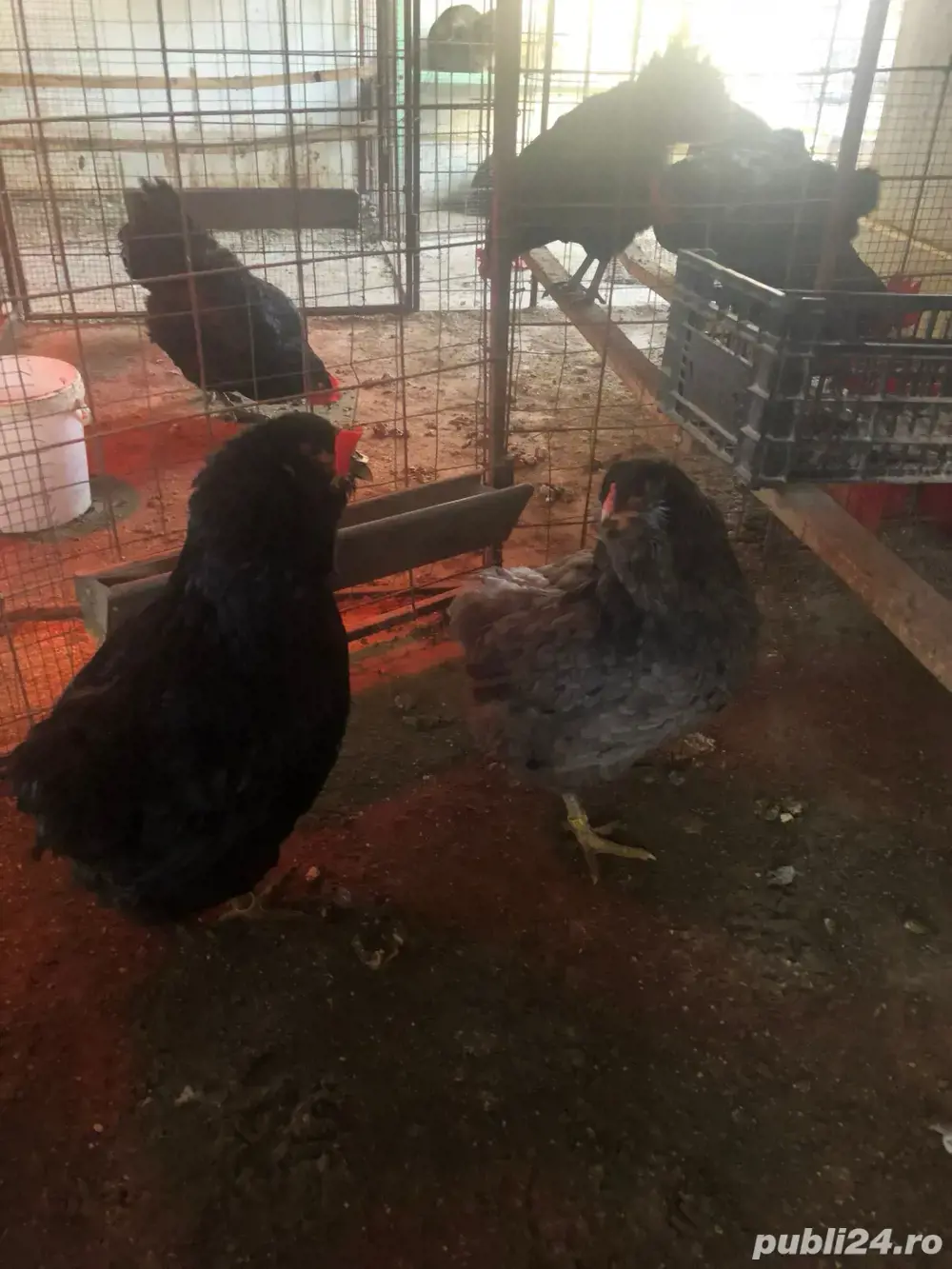 Araucana cocos Araucana cocos