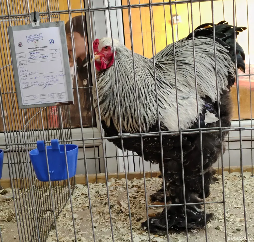 Vând cocoși Brahma Herminat Închis 