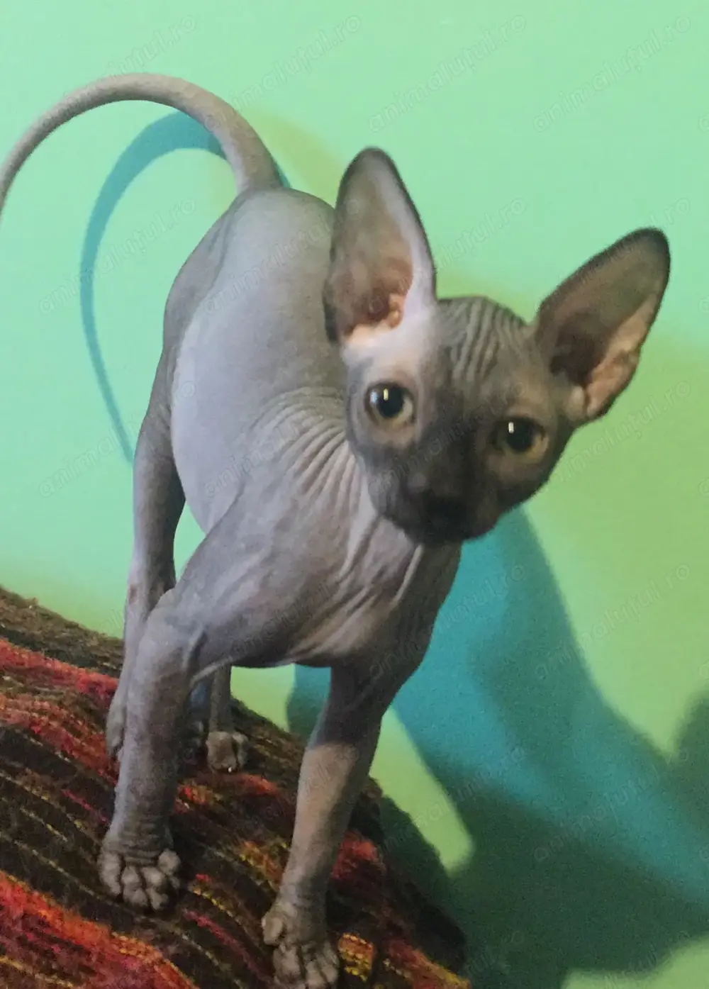Pisici sphynx fără par