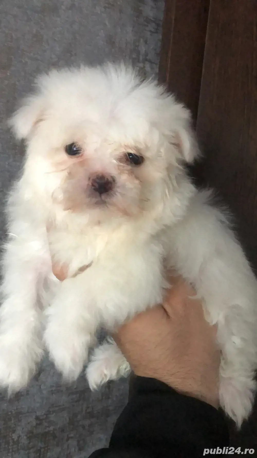 bichon maltez 2 luni 