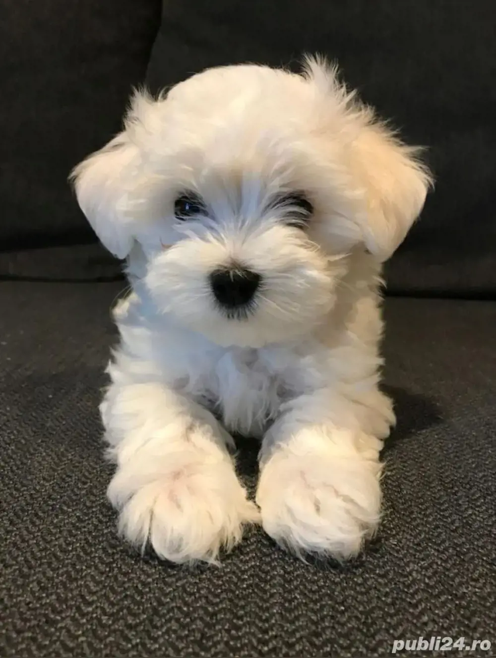 bichon maltez alb pufos