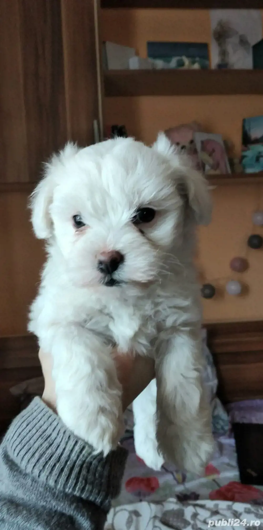 bichon maltez alb minii toy