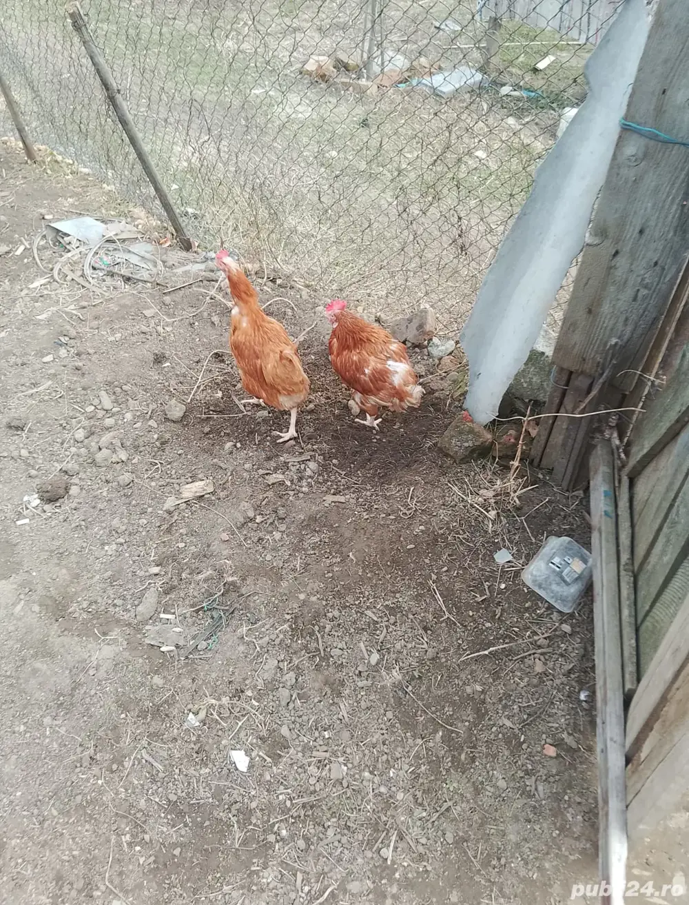 vand gaini si cocosi carne  vand gaini si cocosi carne