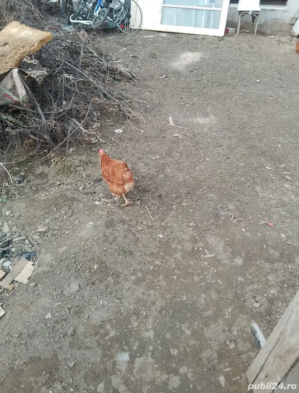 vand gaini oua vand gaini oua