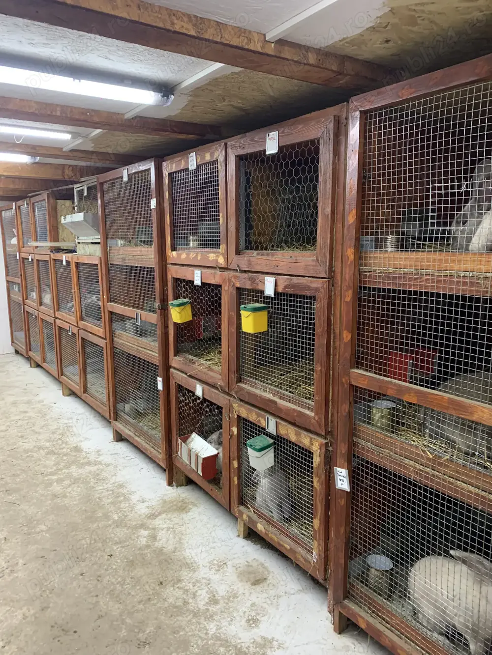 iepuri de vanzare (patru rase)