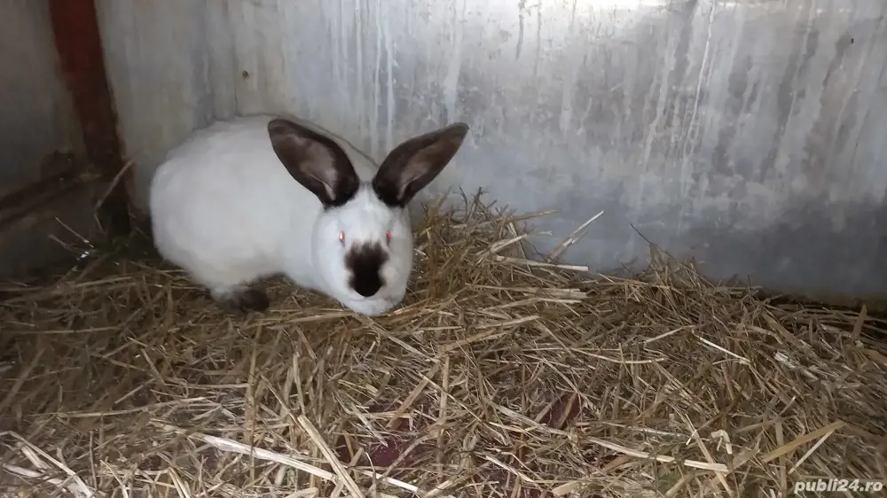 Femelă Uriasi de Transilvania