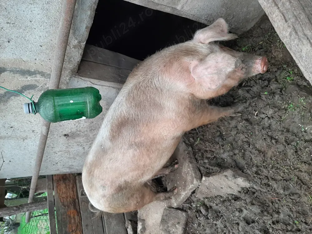 Porc mare, 250- 300 kg, 17 lei kg, sat Moldoveni, com. Islaz a