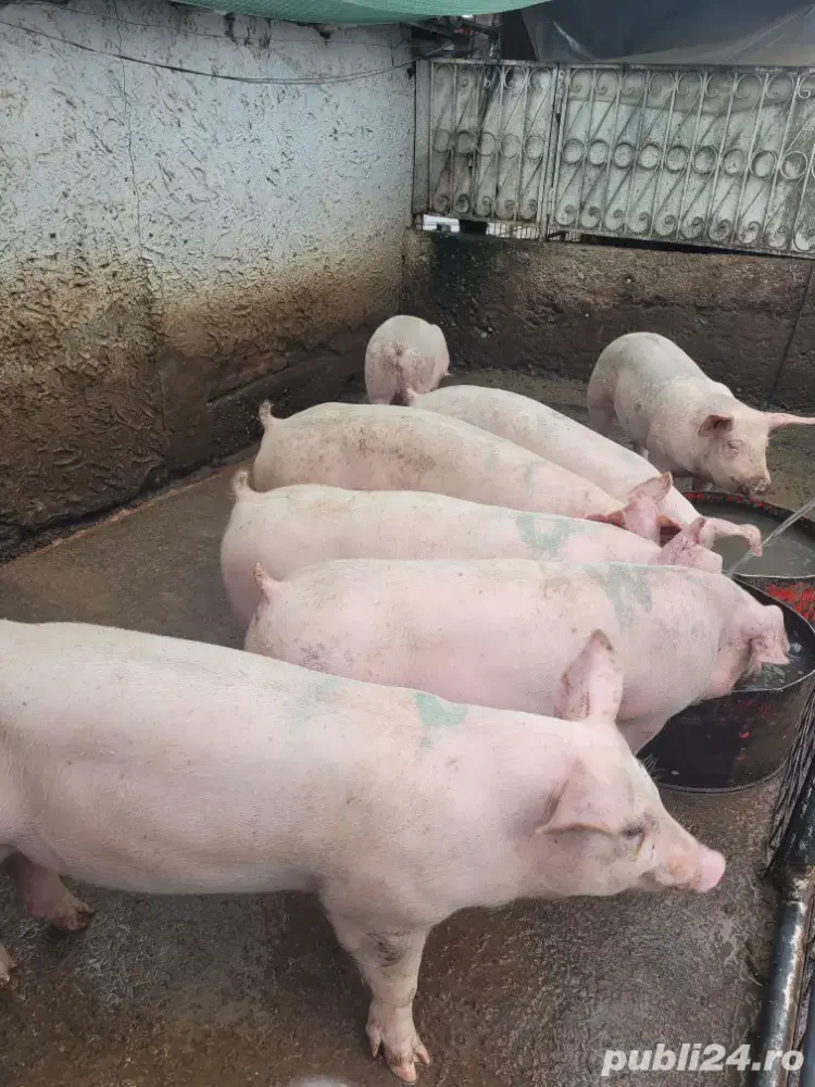 porci de vanzare porci de vanzare