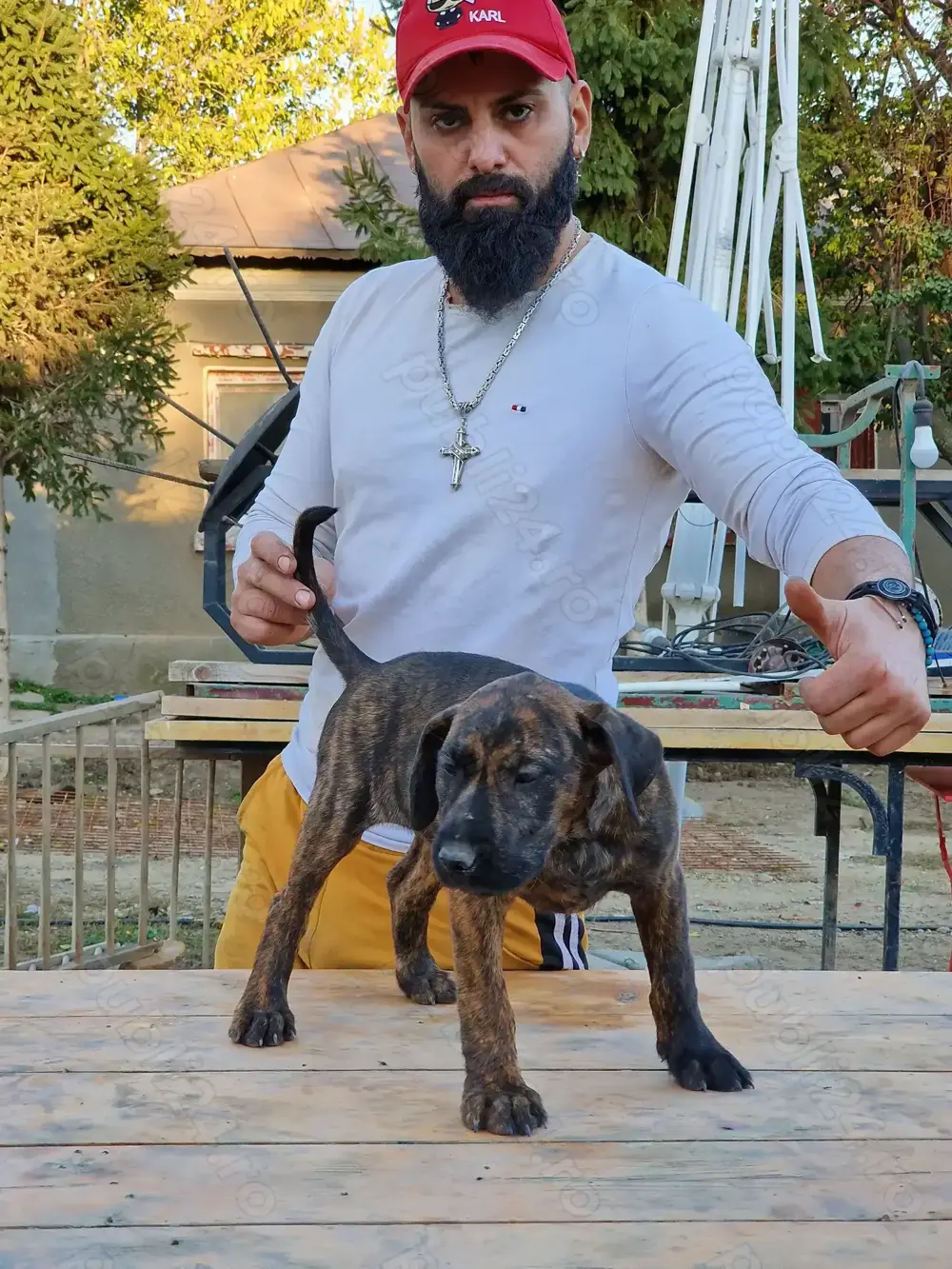 Kamikaze Terrier caine de sobolani