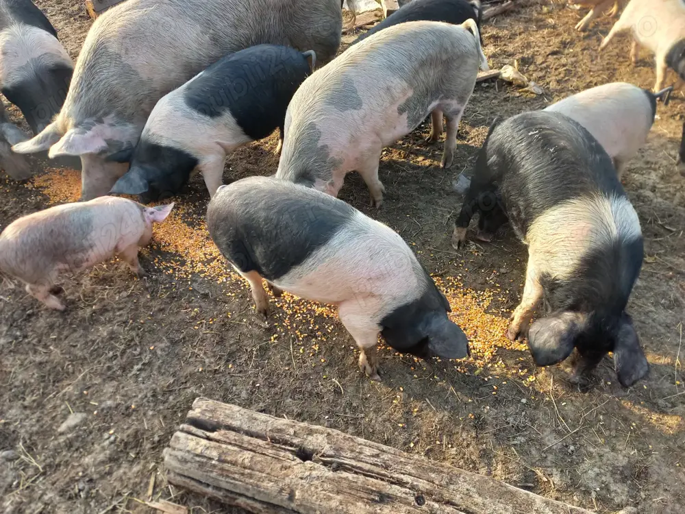 Vând porci crescuți natural 