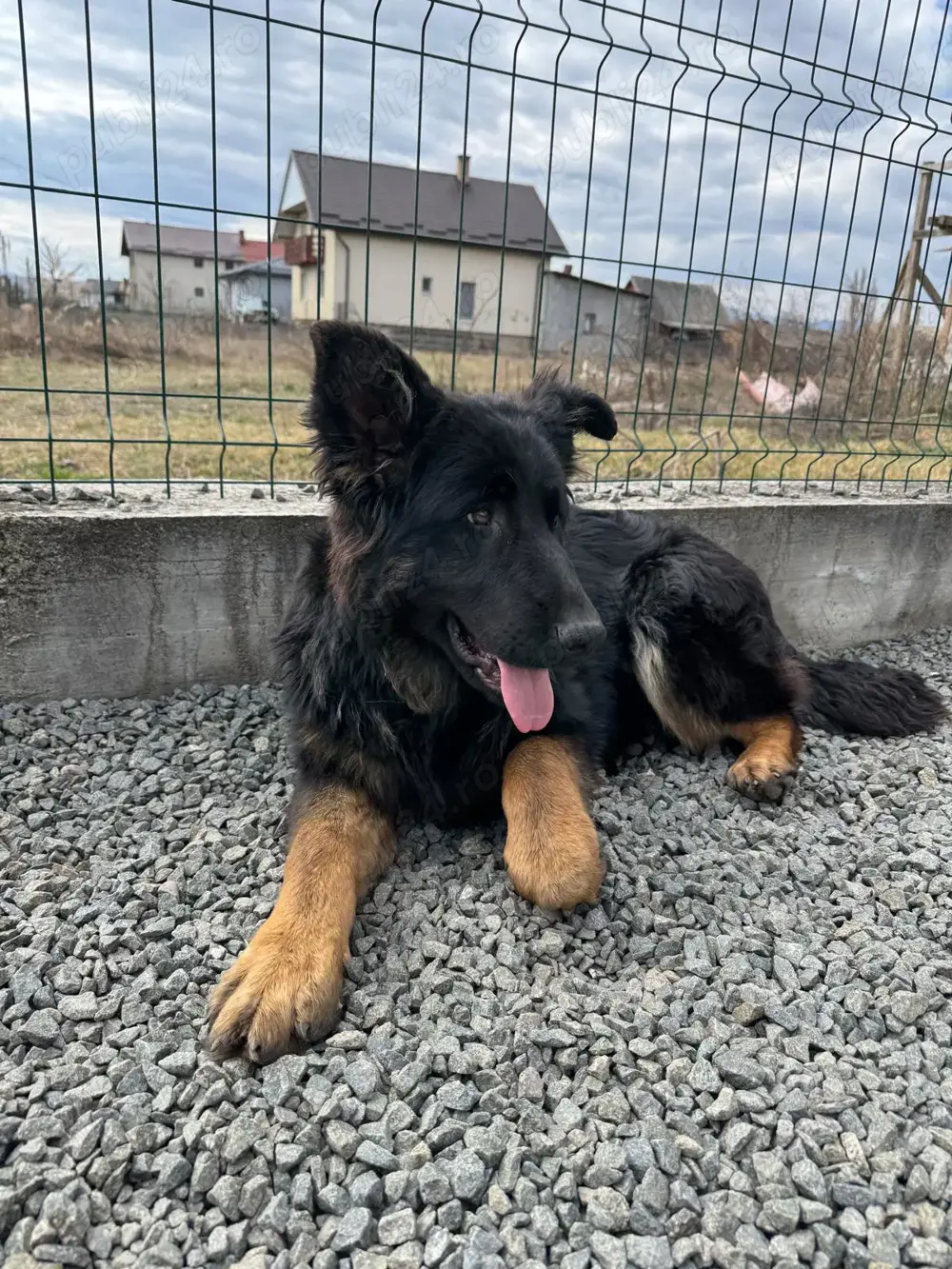 Vand femela ciobanesc german păr lung