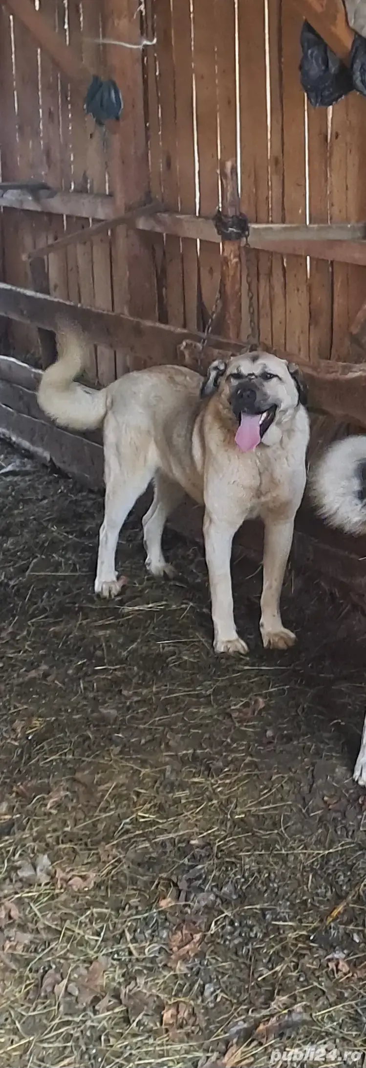 femela kangal 