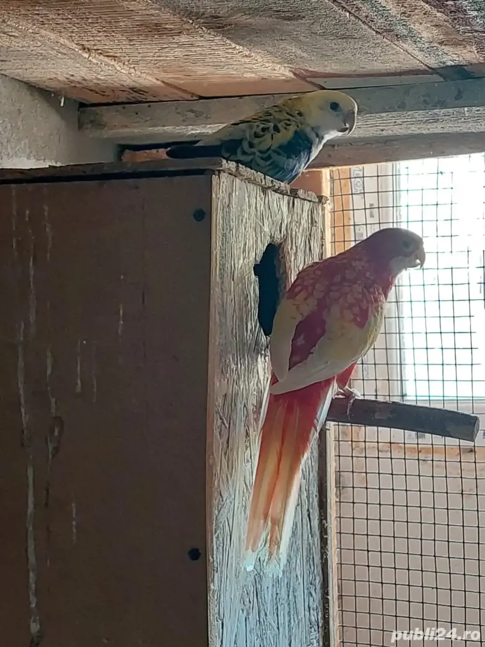 Papagali Cantatori, Agaponis fisheri si personata , Rossela, Micul Alexandru, Nimfe Papagali Cantatori, Agaponis fisheri si personata , Rossela, Micul Alexandru, Nimfe