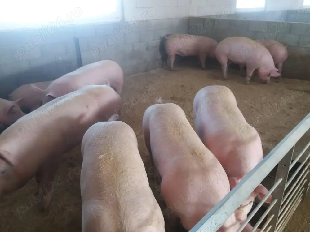 Vand porci diferite mărimi