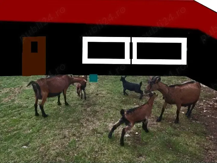 Vând -.Schimb -ieduți- ieduțe 