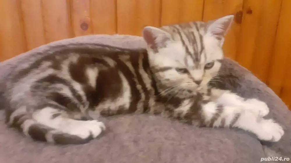 Pui british short hair silver tabby