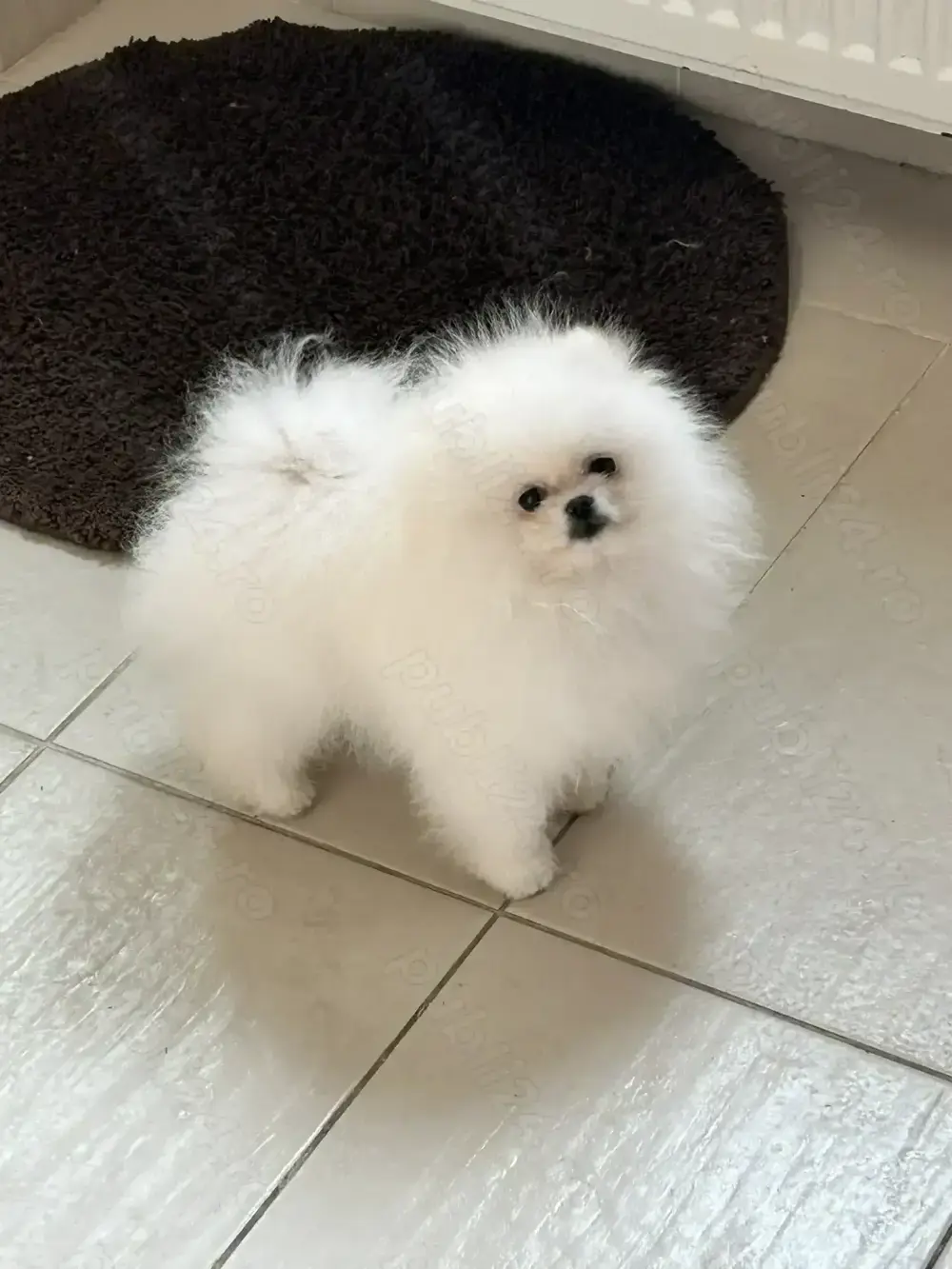 Pui Pomeranian  - CANISA