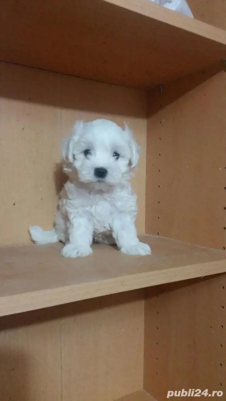 Catei Bichon Pasaport Bishon Maltez Bison