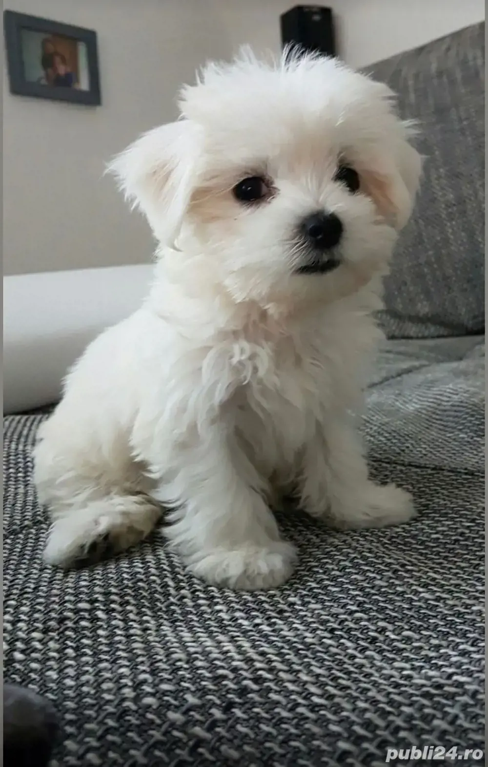 bichon maltez alb bichon maltez alb