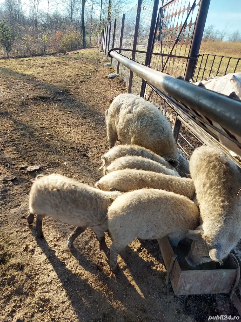 Purcei si porci Craciun mangalita