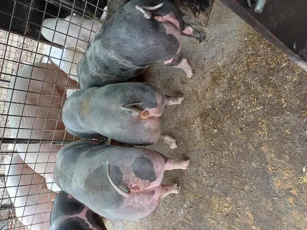 De vânzare metis pietrain pentru reproducere sau sacrificare rel la tel De vânzare metis pietrain pentru reproducere sau sacrificare rel la tel