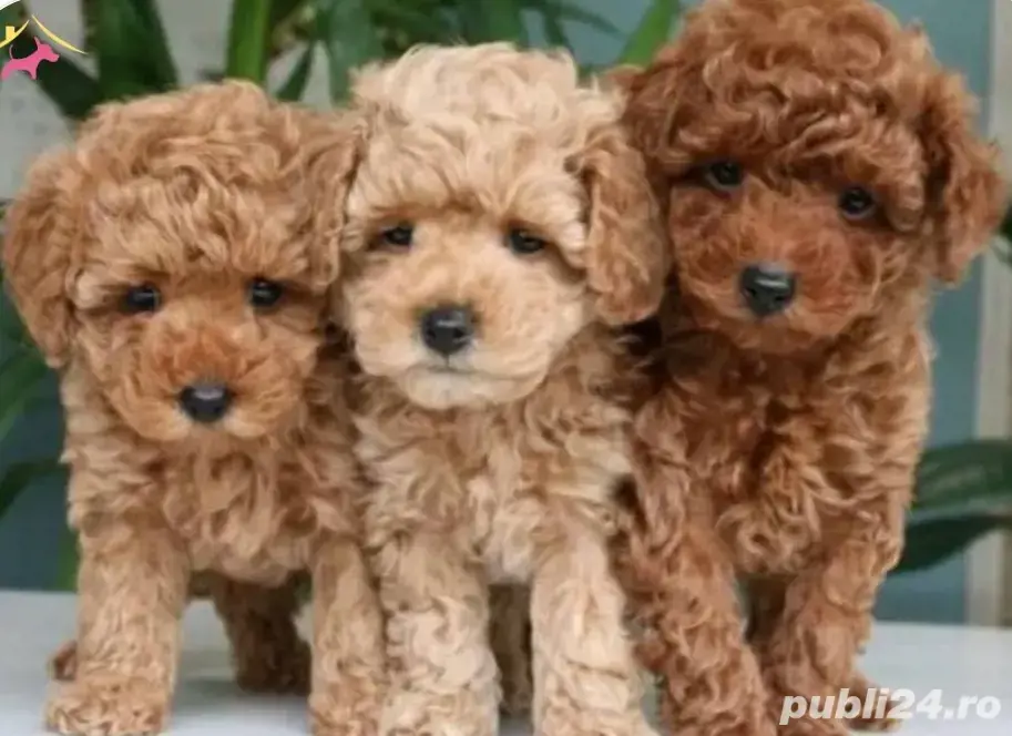 Pudel toy red si apricot