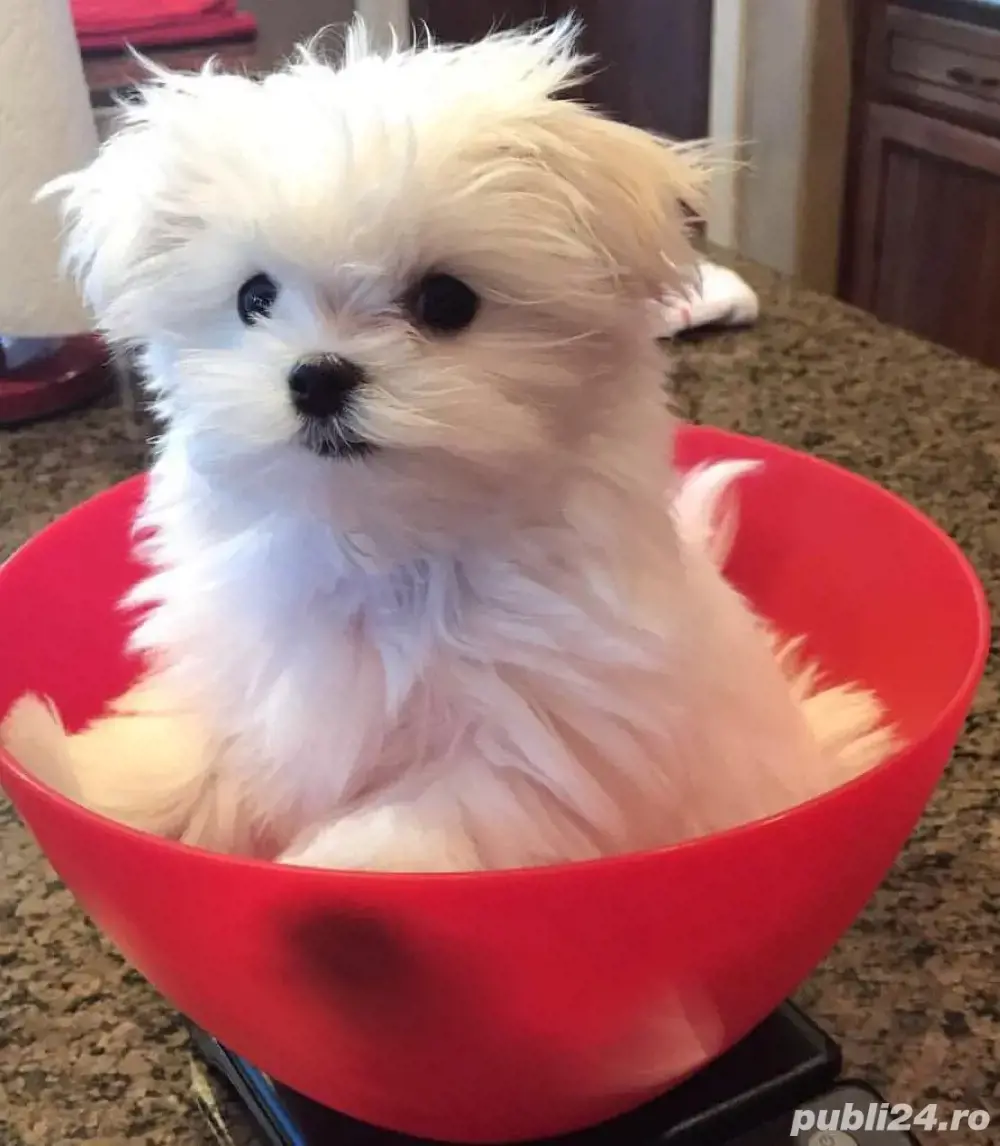 bichon maltez alb minii toy 
