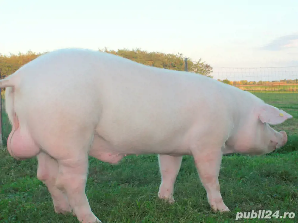 Monte artificiale scroafe si scrofite Monte artificiale scroafe si scrofite