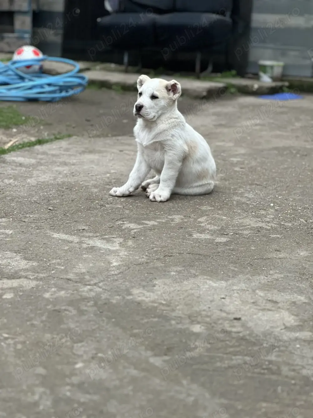 Ciobănesc Asia Centrală 