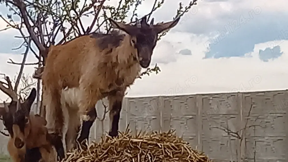 Vand capre alpine gestante