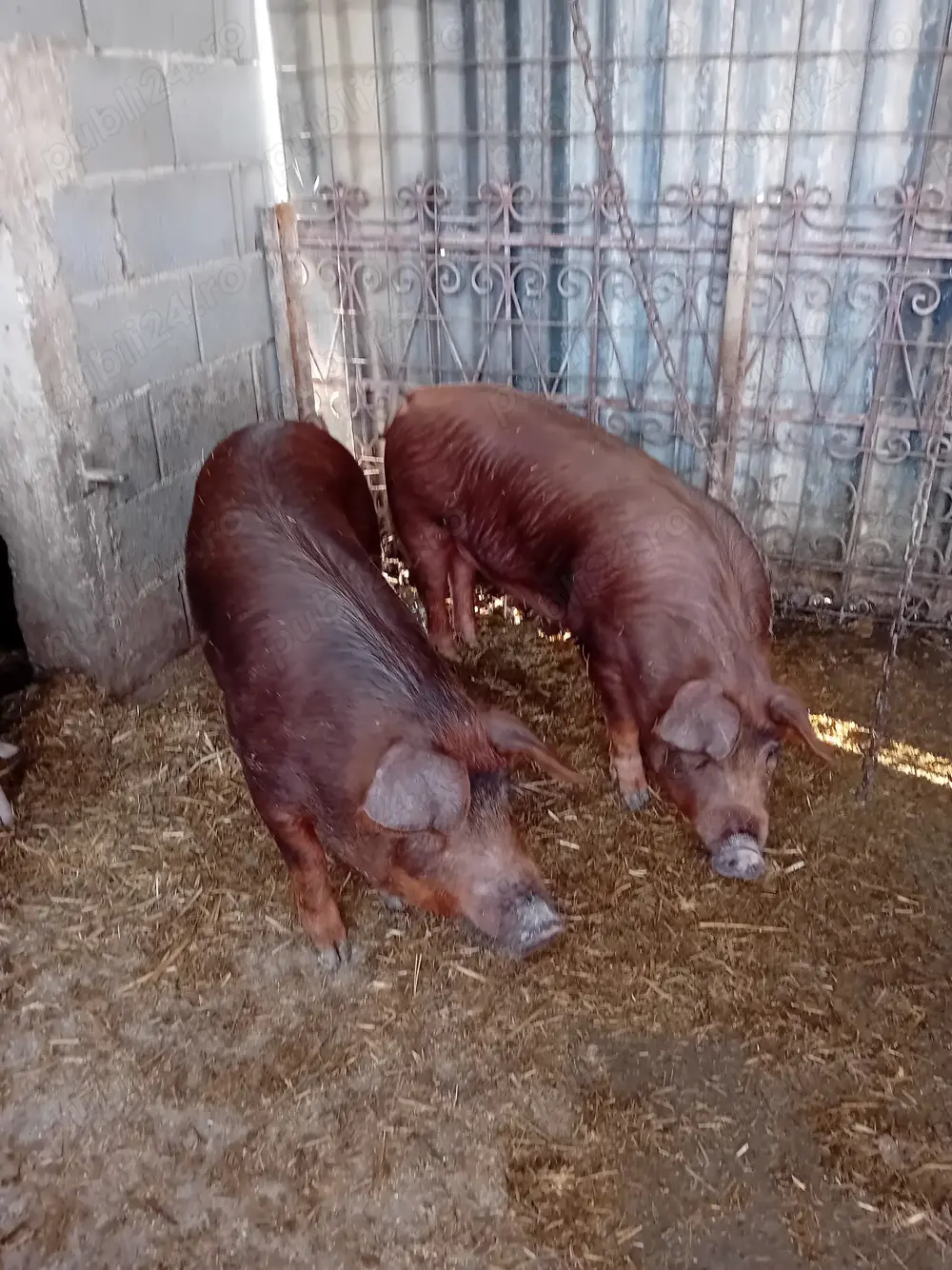 Porci Duroc crescuti ecologic