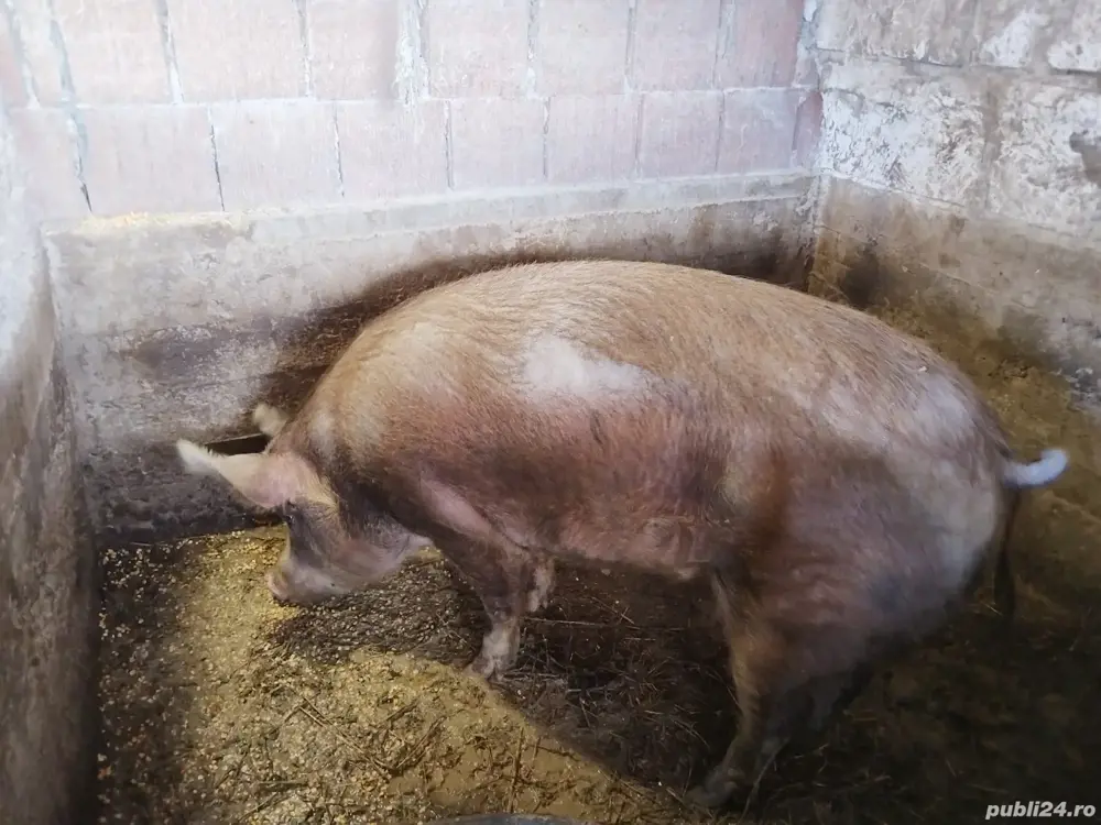 De vânzare un porc duroc 