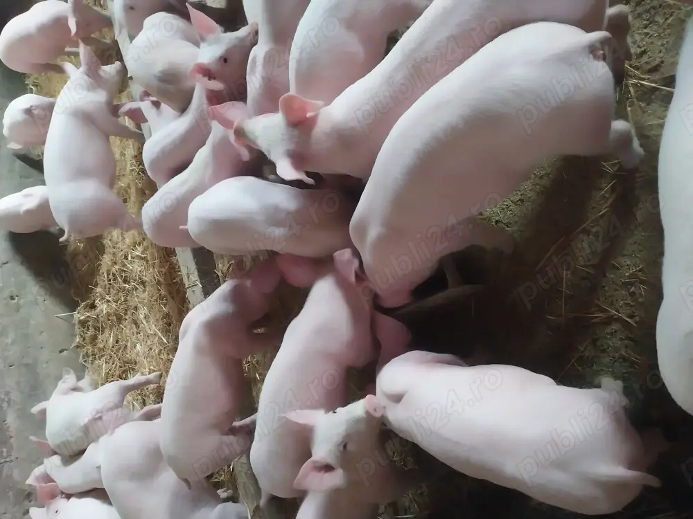 Porci și purcei rasă de carne 