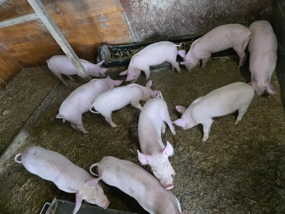 Vând purcei 9 săptămâni 